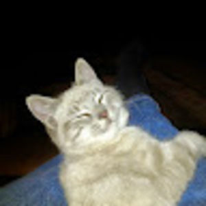 Meet your Posher, Susie